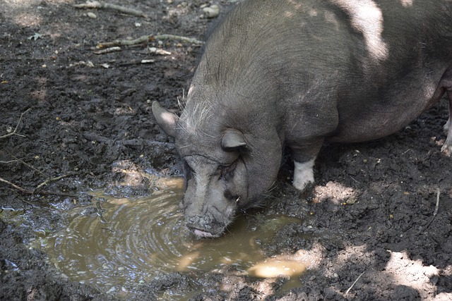 穆里尼奥自 穆里尼奥自